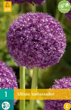 Bloembollen|Ecocheques|ohgreen 1 allium ambassador