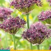 Bloembollen|Ecocheques|ohgreen 5 allium atropurpureum
