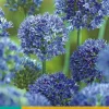 Bloembollen|Ecocheques|ohgreen 15 allium caeruleum