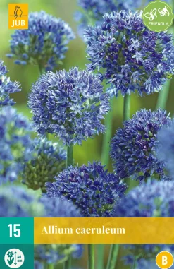 Bloembollen|Ecocheques|ohgreen 15 allium caeruleum