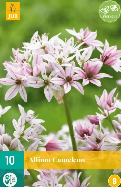 Bloembollen|Ecocheques|ohgreen 10 allium cameleon