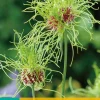 Bloembollen|Ecocheques|ohgreen 10 allium hair
