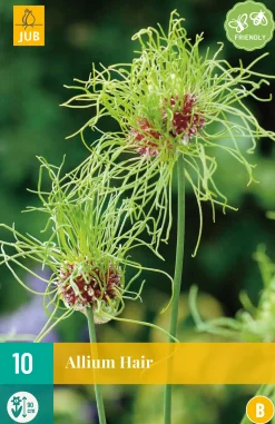 Bloembollen|Ecocheques|ohgreen 10 allium hair