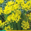 Bloembollen|Ecocheques|ohgreen 25 allium moly