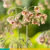 Bloembollen|Ecocheques|ohgreen 5 allium (nectaroscodum) siculum