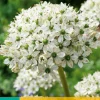 Bloembollen|Ecocheques|ohgreen 5 allium nigrum