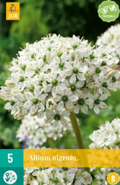 Bloembollen|Ecocheques|ohgreen 5 allium nigrum