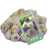 Bloembollen|Ecocheques|ohgreen 40 allium paars-wit