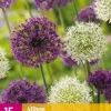 Bloembollen|Ecocheques|ohgreen 15 allium paars-wit mix