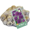 Bloembollen|Ecocheques|ohgreen 40 allium purple rain