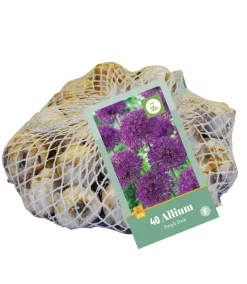 Bloembollen|Ecocheques|ohgreen 40 allium purple rain