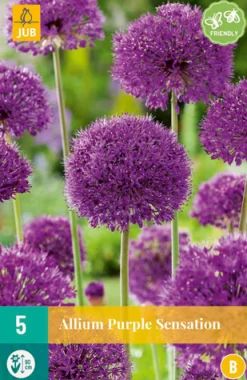 Bloembollen|Ecocheques|ohgreen 5 allium purple sensation