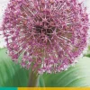 Bloembollen|Ecocheques|ohgreen 3 allium red giant