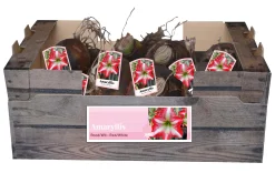 Bloembollen|Ecocheques|ohgreen 1 amaryllis rood-wit