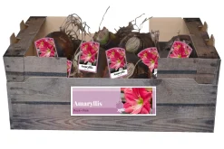 Bloembollen|Ecocheques|ohgreen 1 amaryllis roze