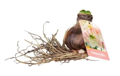 Bloembollen|Ecocheques|ohgreen 1 amaryllis roze-wit