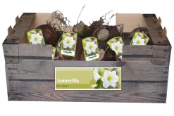 Bloembollen|Ecocheques|ohgreen 1 amaryllis wit
