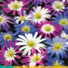 Bloembollen|Ecocheques|ohgreen 15 anemone blanda mix