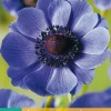 Bloembollen|Ecocheques|ohgreen 15 bloembollen anemone coronaria mr. fokker