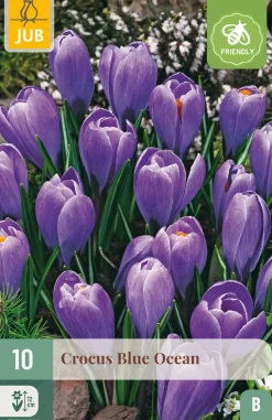 Ecocheques|Bloembollen|ohgreen 10 bloembollen crocus blue ocean