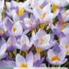 Ecocheques|Bloembollen|ohgreen 15 bloembollen crocus rosalind