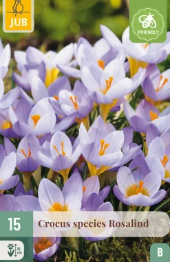 Ecocheques|Bloembollen|ohgreen 15 bloembollen crocus rosalind