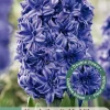 Ecocheques|Bloembollen|ohgreen 3 bloembollen hyacinthus dubbel blauw