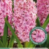 Ecocheques|Bloembollen|ohgreen 3 bloembollen hyacinthus dubbel roze