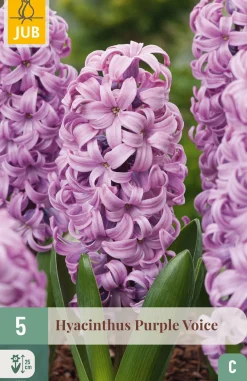 Ecocheques|Bloembollen|ohgreen 5 bloembollen hyacinthus purple voice