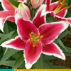 Bloembollen|Ecocheques|ohgreen 2 bloembollen lilium oriental rood-wit