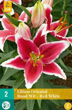 Bloembollen|Ecocheques|ohgreen 2 bloembollen lilium oriental rood-wit