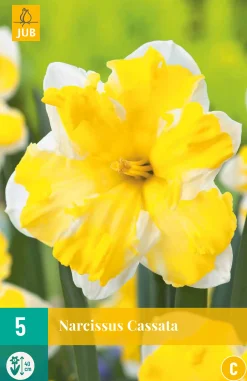 Bloembollen|Ecocheques|ohgreen 5 bloembollen narcissus cassata