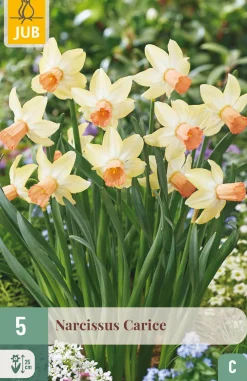 Ecocheques|Bloembollen|ohgreen 5 bloembollen narcissus carice