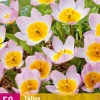 Bloembollen|Ecocheques|ohgreen 5 bloembollen0 tulipa bakeri lilac wonder