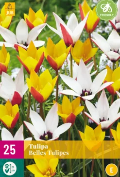Bloembollen|Ecocheques|ohgreen 25 bloembollen tulipa belles tulipes