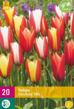 Bloembollen|Ecocheques|ohgreen 20 bloembollen tulipa clusiana mix