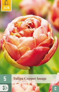 Bloembollen|Ecocheques|ohgreen 5 bloembollen tulipa copper image