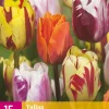 Bloembollen|Ecocheques|ohgreen 15 bloembollen tulipa flaming beauty mix