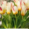 Ecocheques|Bloembollen|ohgreen 7 bloembollen tulipa floresta