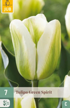 Ecocheques|Bloembollen|ohgreen 7 bloembollen tulipa green spirit