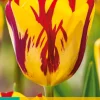 Bloembollen|Ecocheques|ohgreen 7 bloembollen tulipa helmar
