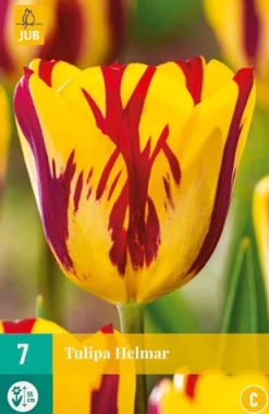 Bloembollen|Ecocheques|ohgreen 7 bloembollen tulipa helmar