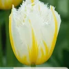 Ecocheques|Bloembollen|ohgreen 7 bloembollen tulipa lemon beauty