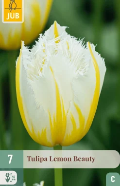 Ecocheques|Bloembollen|ohgreen 7 bloembollen tulipa lemon beauty