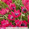 Ecocheques|Bloembollen|ohgreen 25 bloembollen tulipa little beauty