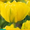 Ecocheques|Bloembollen|ohgreen 7 bloembollen tulipa marie jo