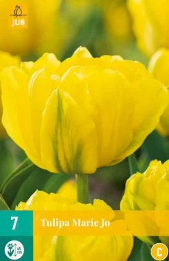 Ecocheques|Bloembollen|ohgreen 7 bloembollen tulipa marie jo