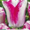 Bloembollen|Ecocheques|ohgreen 7 bloembollen tulipa mata hari