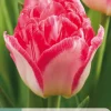 Ecocheques|Bloembollen|ohgreen 7 bloembollen tulipa pink delight