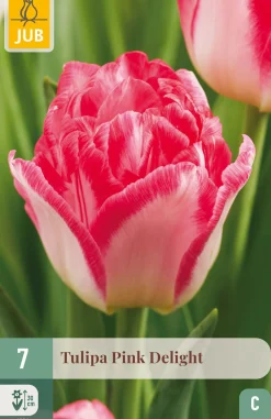 Ecocheques|Bloembollen|ohgreen 7 bloembollen tulipa pink delight
